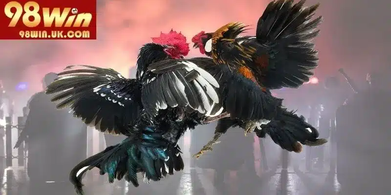 Tổng quan một số thông tin quan trọng về đá gà 98WIN