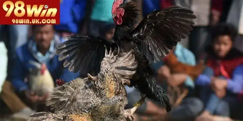 TOP các hình thức cược đá gà hay mà bạn nên trải nghiệm